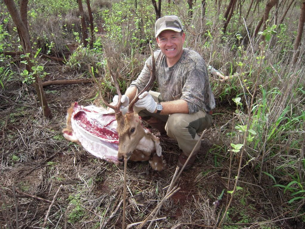 Christmas Axis Deer Hunting Lanai Hawaii Photo by 2good2 Photobucket